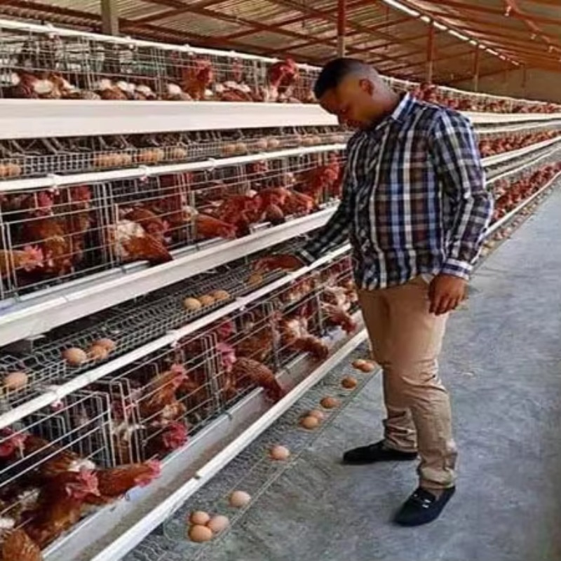 Farming Africa - 南アフリカで販売されている格安養鶏場10000羽収容の産卵鶏ケージ、鶏卵鶏小屋