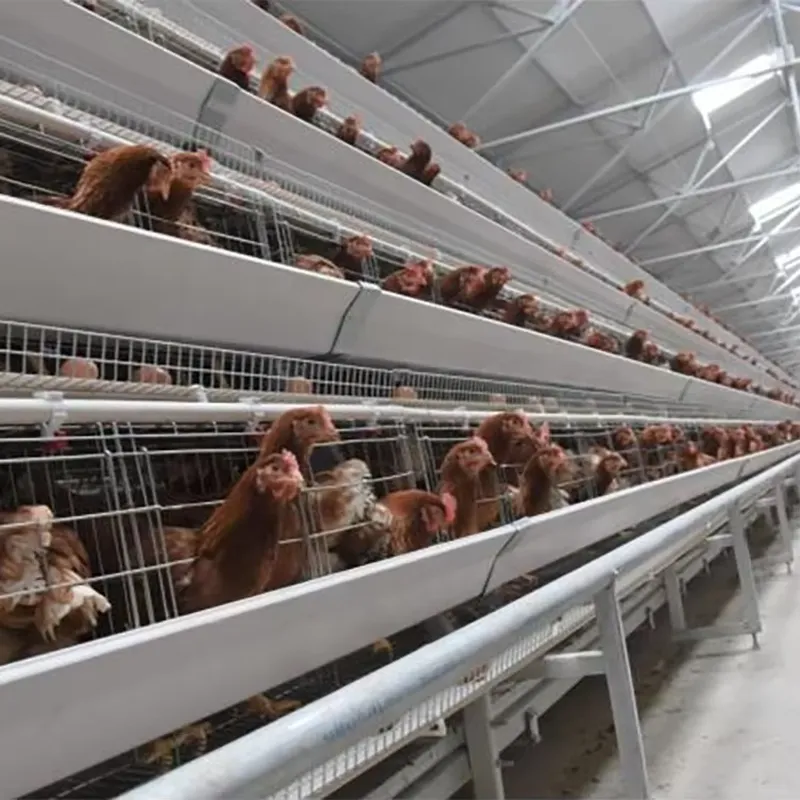 Farming Africa - 南アフリカ、パキスタン、フィリピンにおける養鶏場設備サプライヤー向けのH型レイヤーケージ