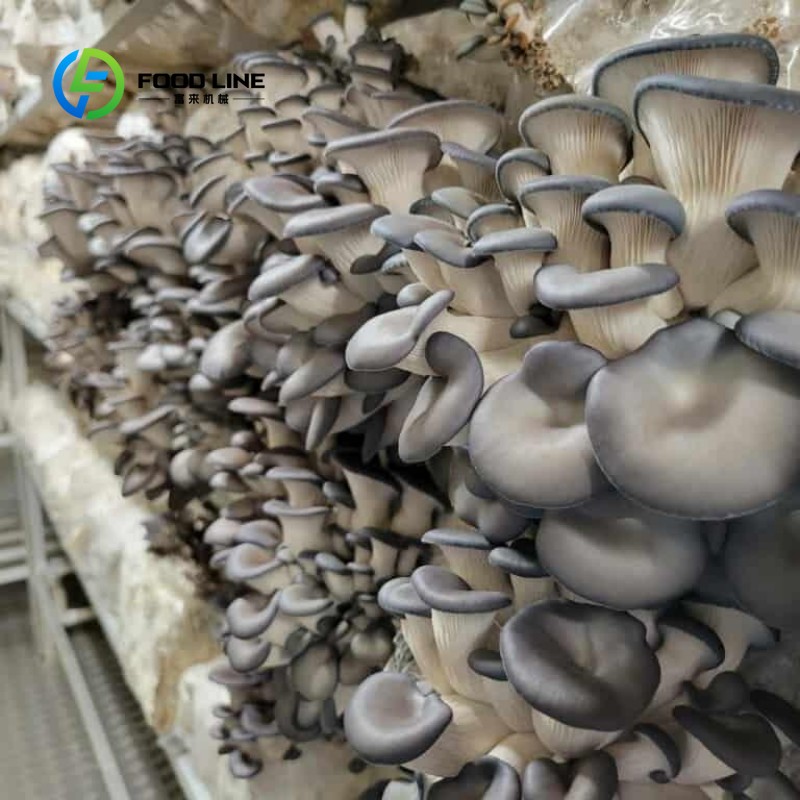 モジュール式コンテナ農場による屋内農業、都市農業、水耕栽培葉 - Hydroponic Farming Agriculture のレビューと価格