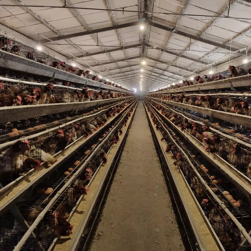 南アフリカで販売されている格安養鶏場10000羽収容の産卵鶏 - Farming Africa のレビューと価格