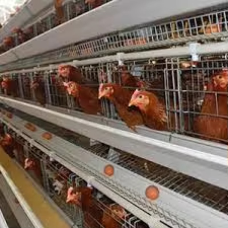   鶏舎ニューアフリカA型バッテリーケージ（採卵鶏用）溶融亜 - Farming Africa のレビューと価格