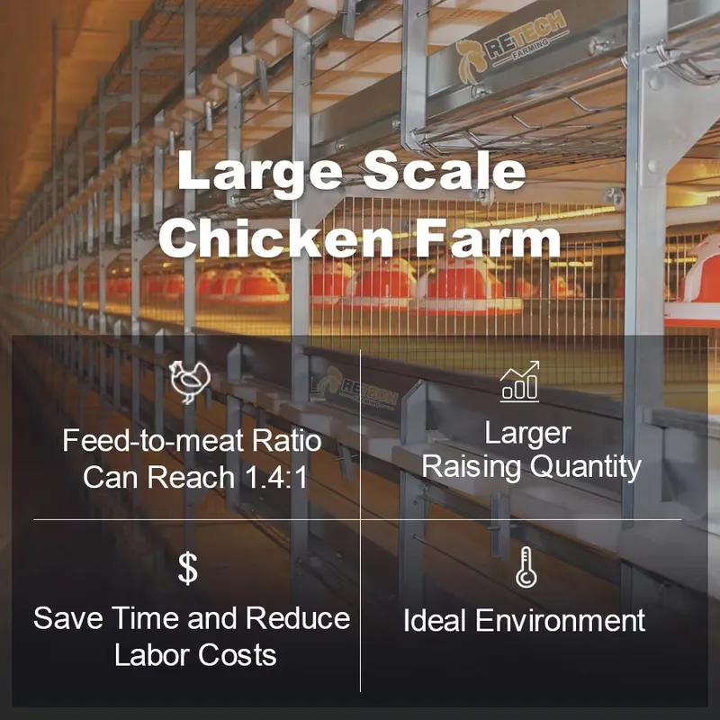 南アフリカ養鶏場鶏舎用自動H型ブロイラー鶏ケージ - Farming Africa のレビューと価格