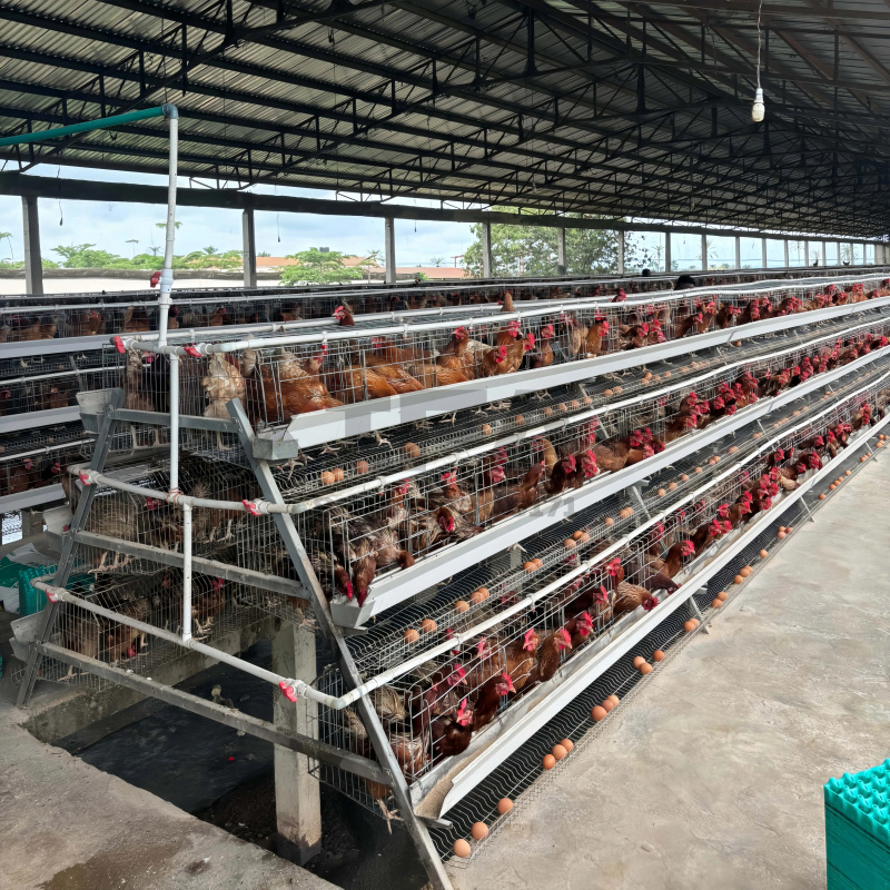 南アフリカの機械販売、アルミ製屋外鶏小屋（農場用） - Farming Africa のレビューと価格