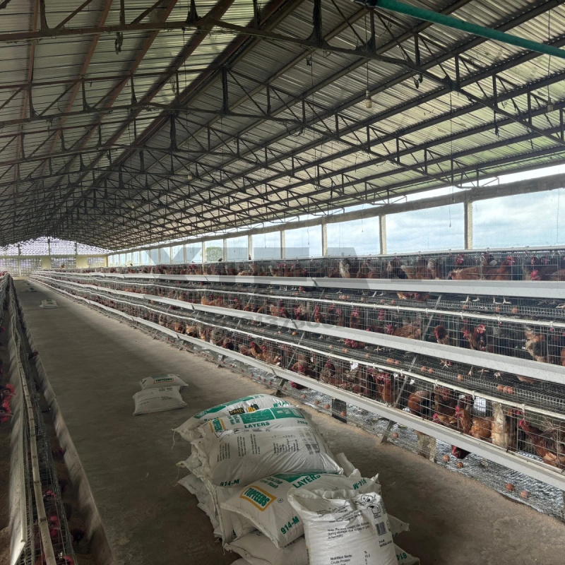 南アフリカの機械販売、アルミ製屋外鶏小屋（農場用） - Farming Africa のレビューと価格
