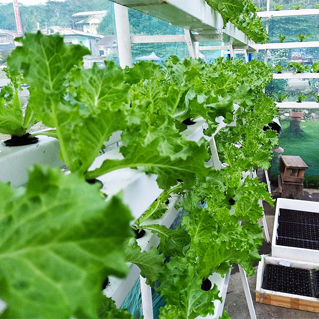 農業用温室 レタス NFT 水耕栽培システム 垂直水耕栽培ラ - Hydroponic Farming Agriculture のレビューと価格