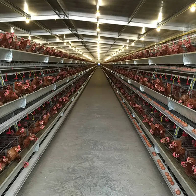 南アフリカ、パキスタン、フィリピンにおける養鶏場設備サプライ - Farming Africa のレビューと価格